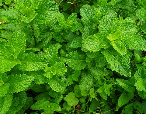 描述: C:UsersI5-2400Desktop文字編輯圖其他植物mint.jpg