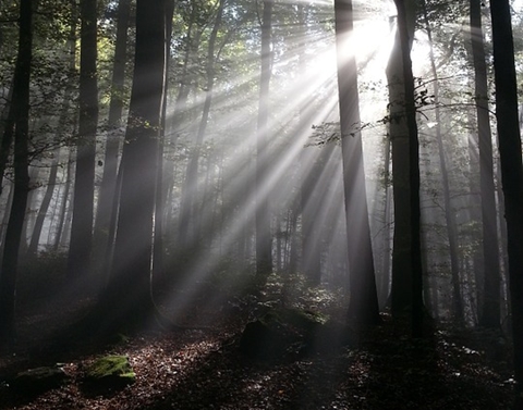 禾場_在家中坐擁一片森林的芳療：松柏精油的身心療癒力量