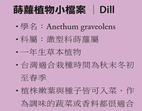 吐露愛情的香氣料理——精油與芳療中的蒔蘿，舒緩症狀的香氣之選