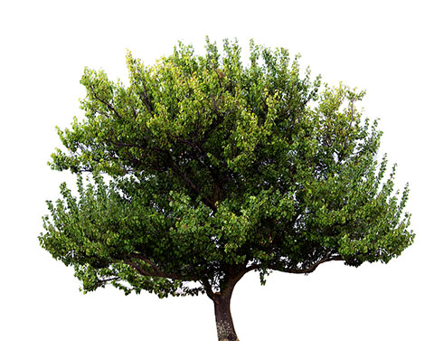 花梨木與芳樟，幫你一次搞懂：芳樟對於呼吸道與肌膚都有著特別的助益