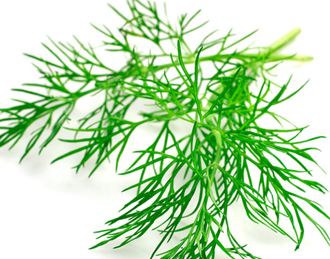 吐露愛情的香氣料理——精油與芳療中的蒔蘿，舒緩症狀的香氣之選
