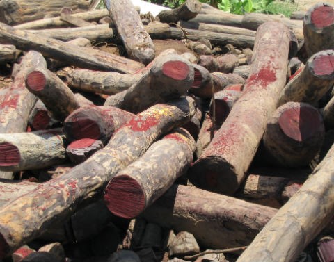 花梨木與芳樟，幫你一次搞懂：深受女性喜愛的花梨木精油