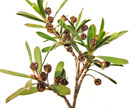 進可攻、退可守的茶樹精油